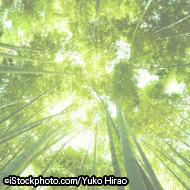 ©iStockphoto.com/Yuko Hirao2.jpg